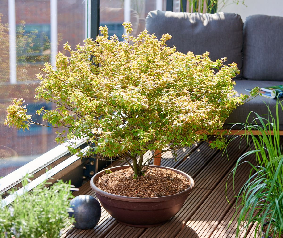 zimmerpflanze zamioculcas Glcksfeder  Zamioculcas moderne Zimmerpflanze Mnchen