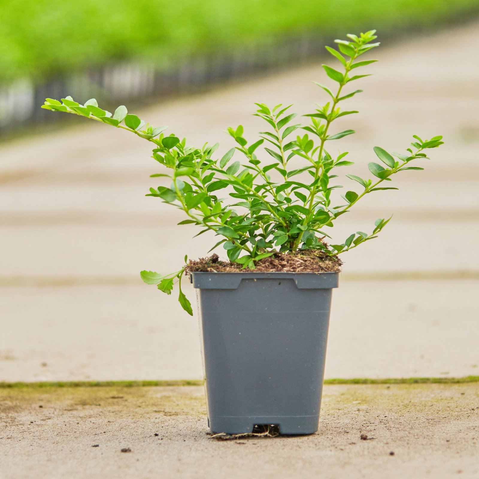 Heckenkirsche Maigrn - Lonicera nitida Maigrn gnstig kaufen