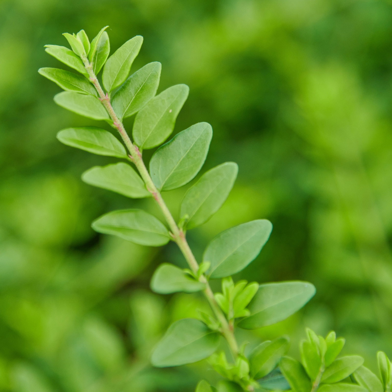 Heckenkirsche Maigrn - Lonicera nitida Maigrn gnstig kaufen