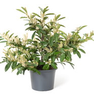 Kirschlorbeer Van Nes - Prunus laurocerasus Van Nes gnstig kaufen