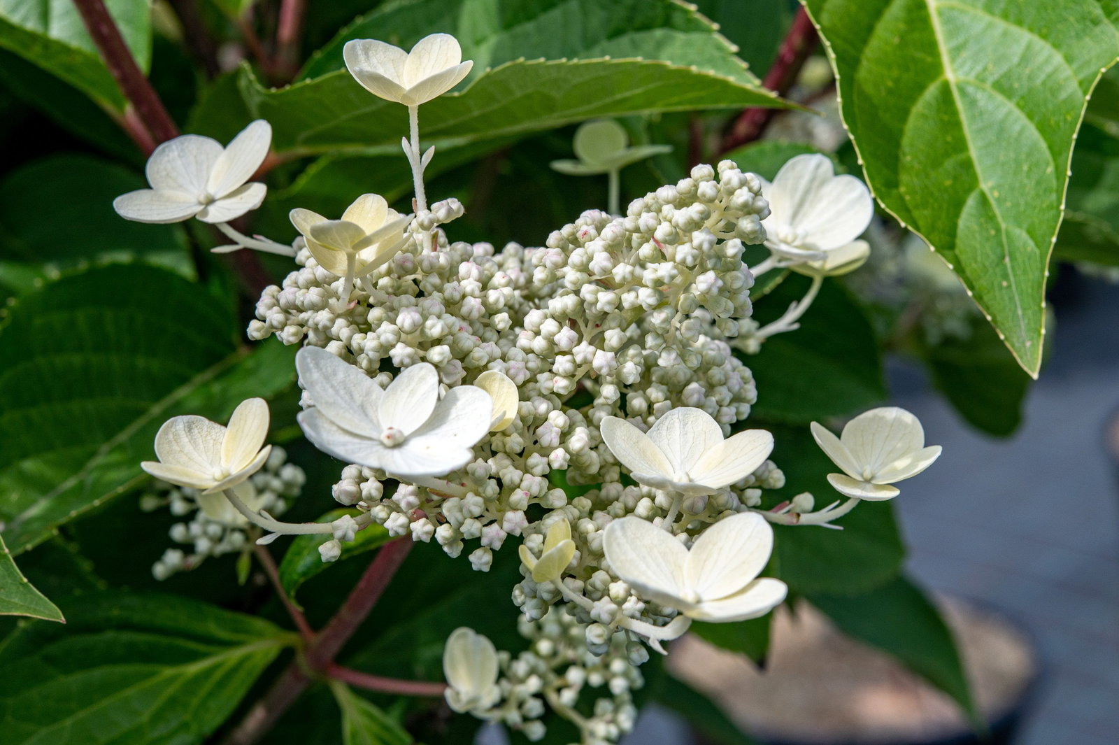 Rispenhortensie Dharuma - Hydrangea paniculata Dharuma gnstig kaufen