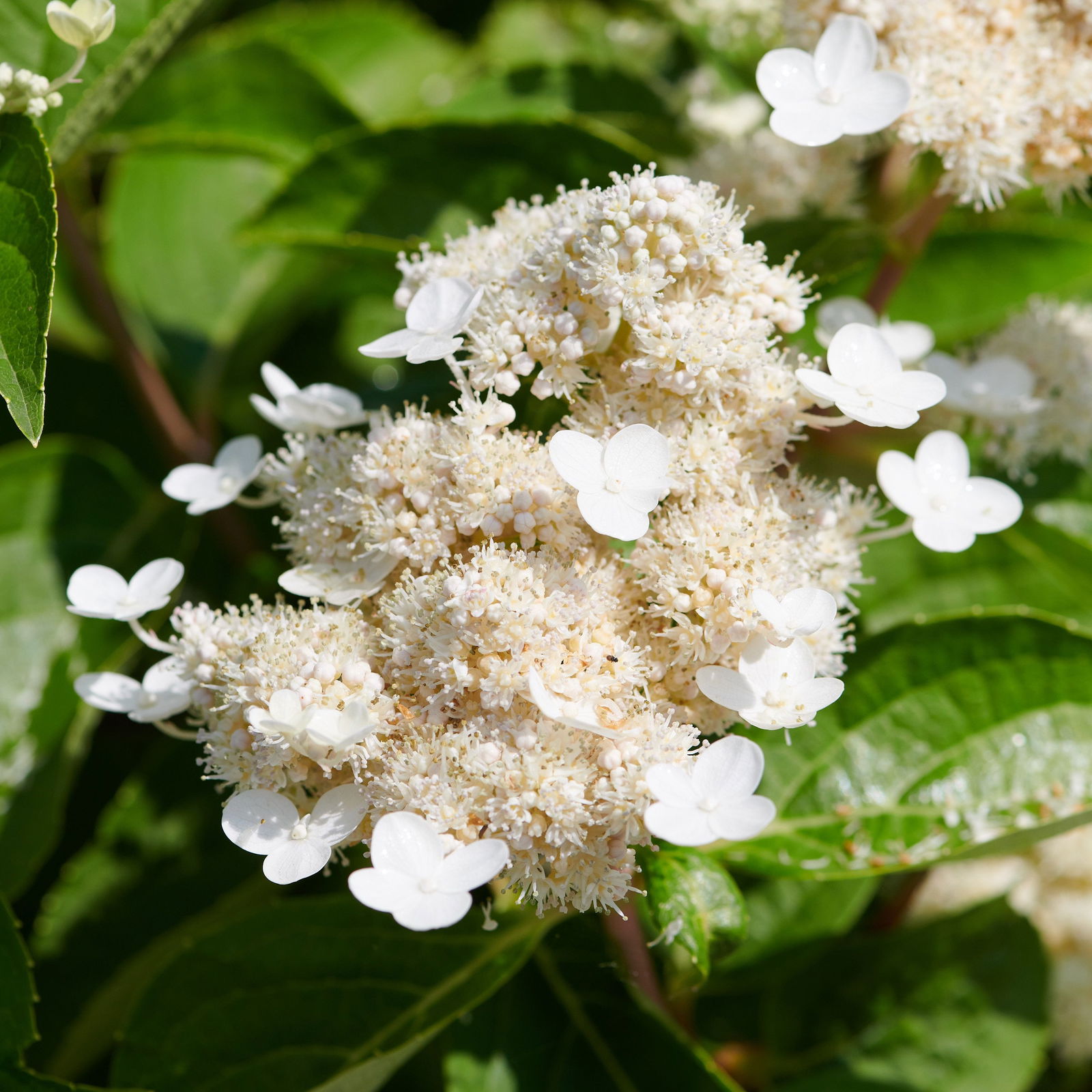 Rispenhortensie Dharuma - Hydrangea paniculata Dharuma günstig kaufen