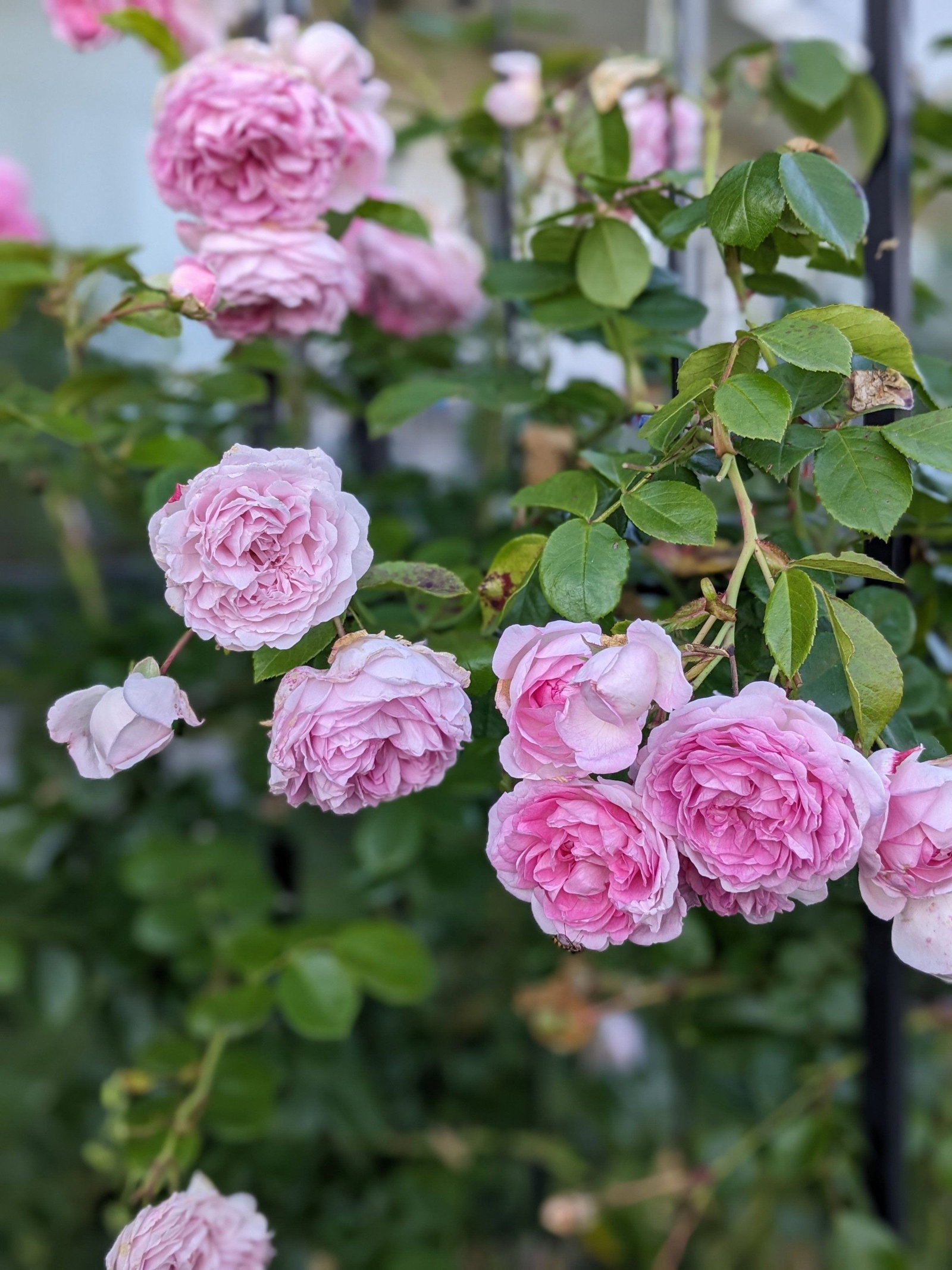 Rose Jasmina - Rosa Jasmina gnstig kaufen