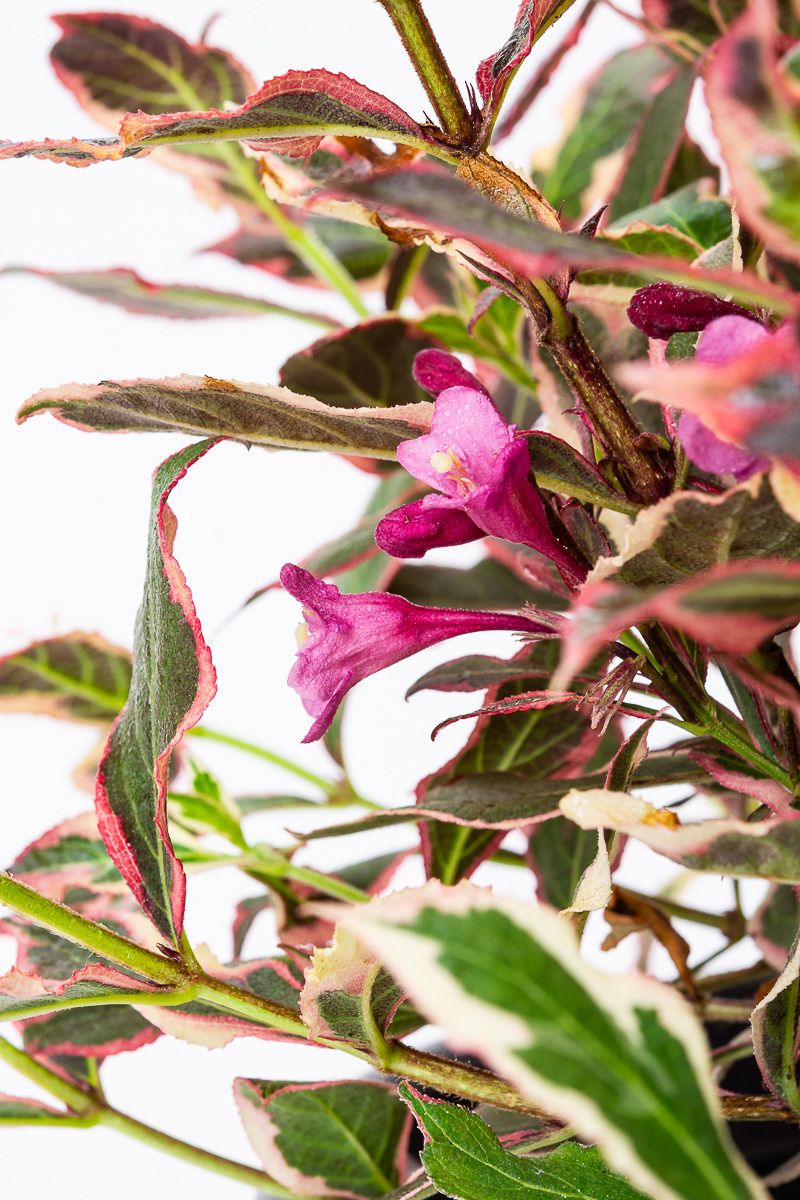 Weigelie Ruby Queen® Weigela florida Ruby Queen günstig kaufen