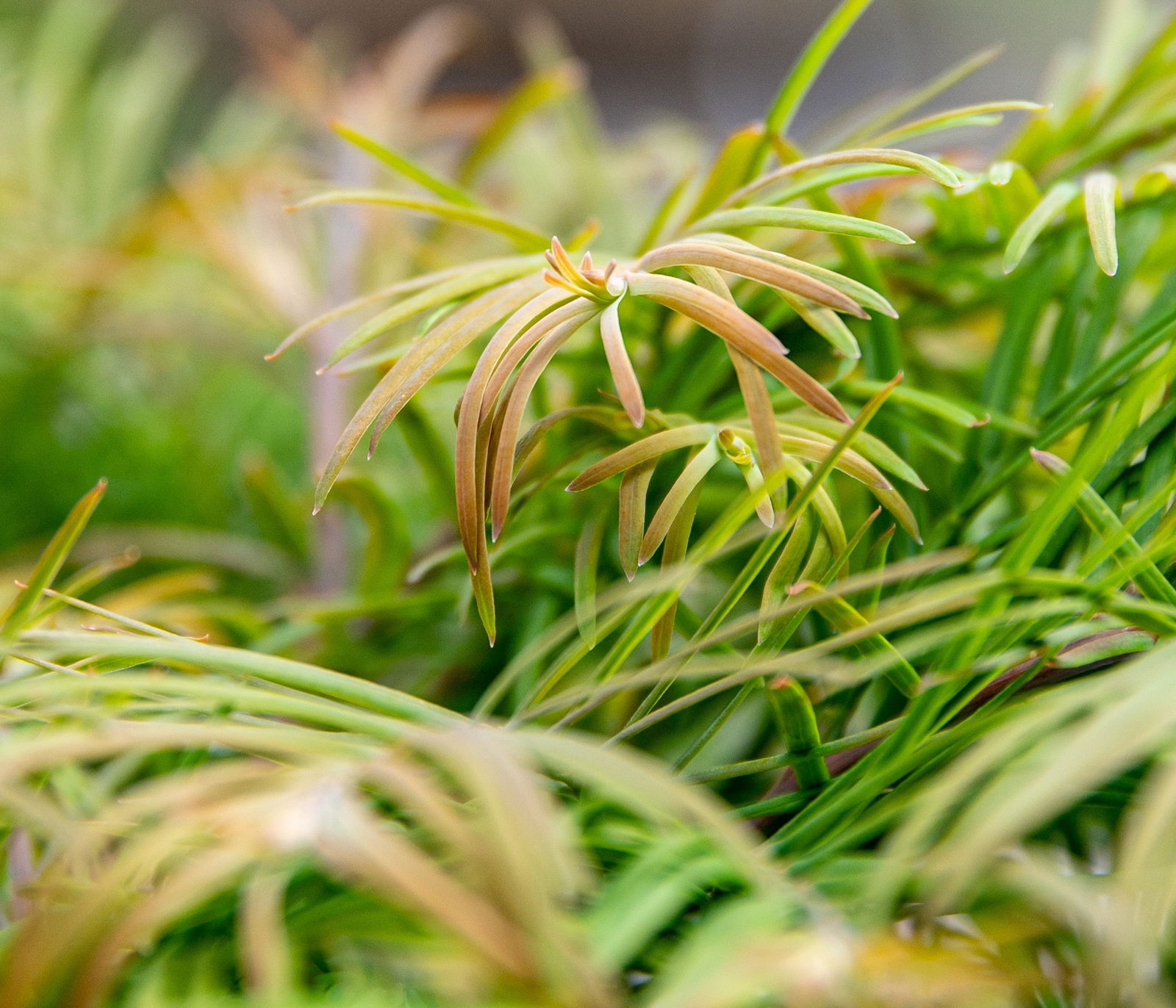 Urweltmammutbaum Matthaei Metasequoia glyptostroboides Matthaei