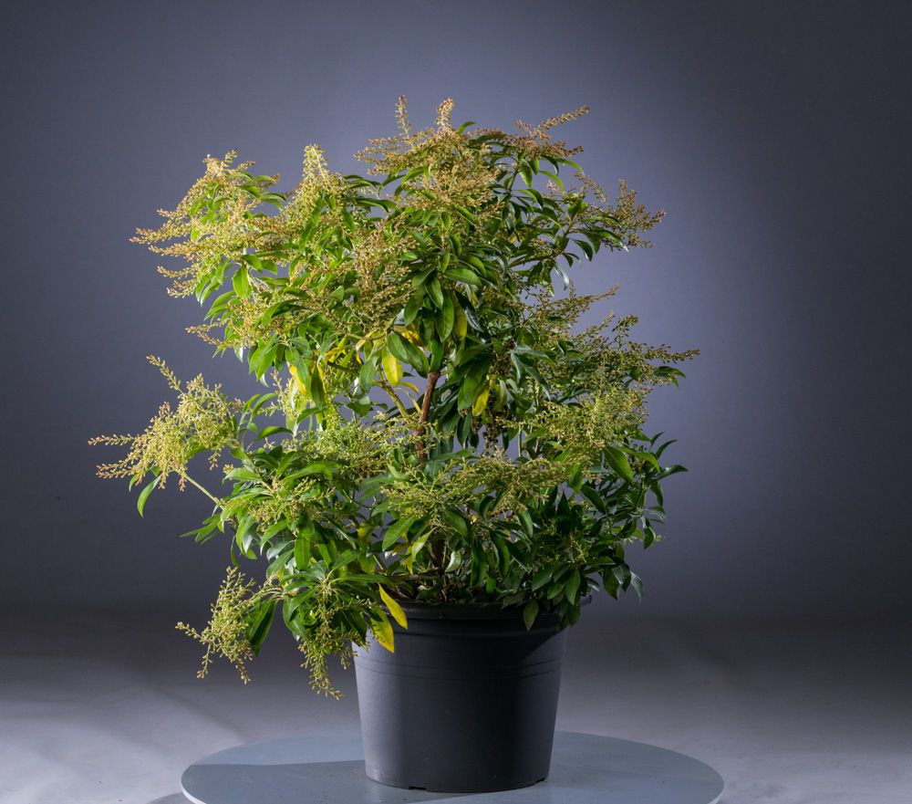 Schattenglöckchen Valley Rose - Pieris japonica Valley Rosa günstig kaufen