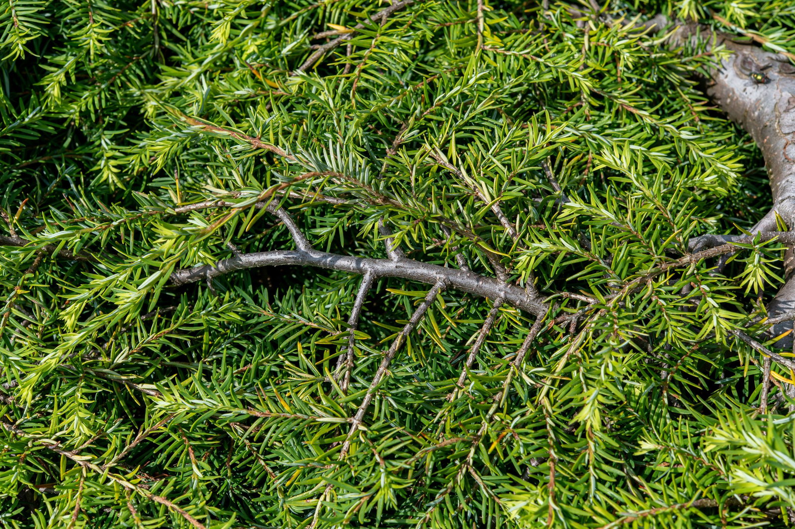 Hnge-Hemlocktanne Pendula - Tsuga canadensis Pendula gnstig kaufen