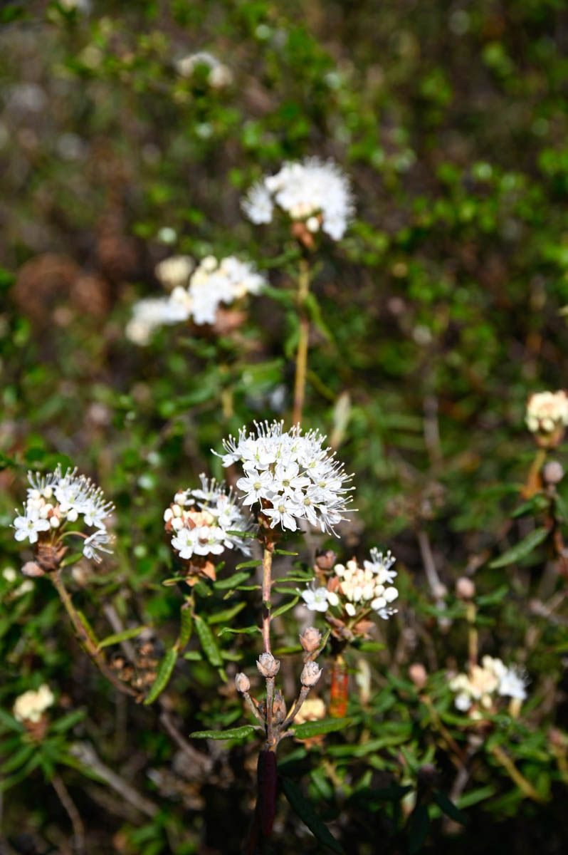 preisvergleich thuja smaragd Purgrün Thuja-Smaragd-Dünger 1 kg main image 1