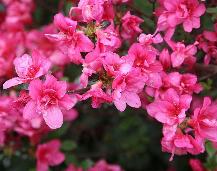 Rhododendron Gislinde - Rhododendron obtusum Gislinde gnstig kaufen