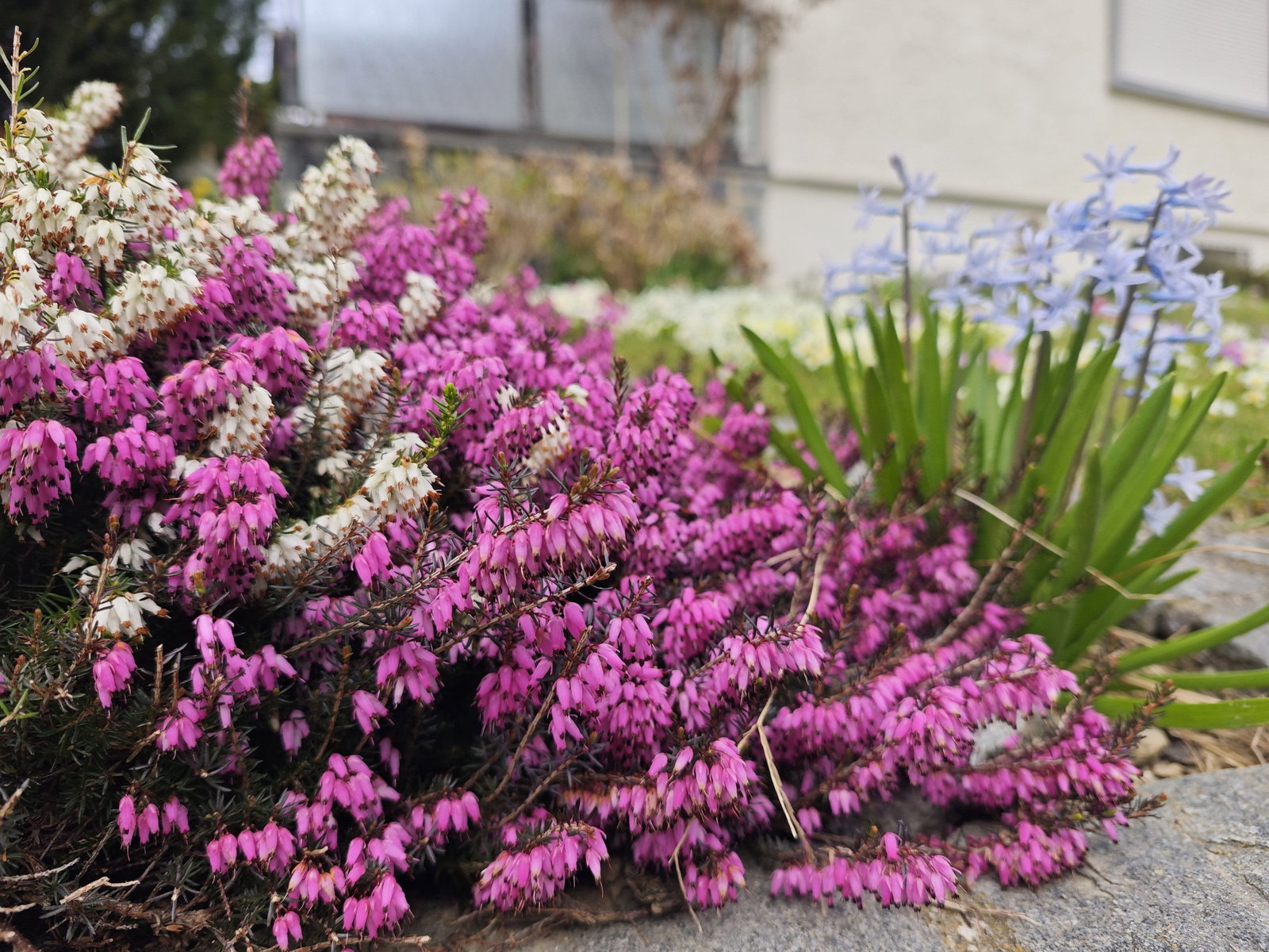 Winterheide, rot - Erica carnea rot gnstig kaufen