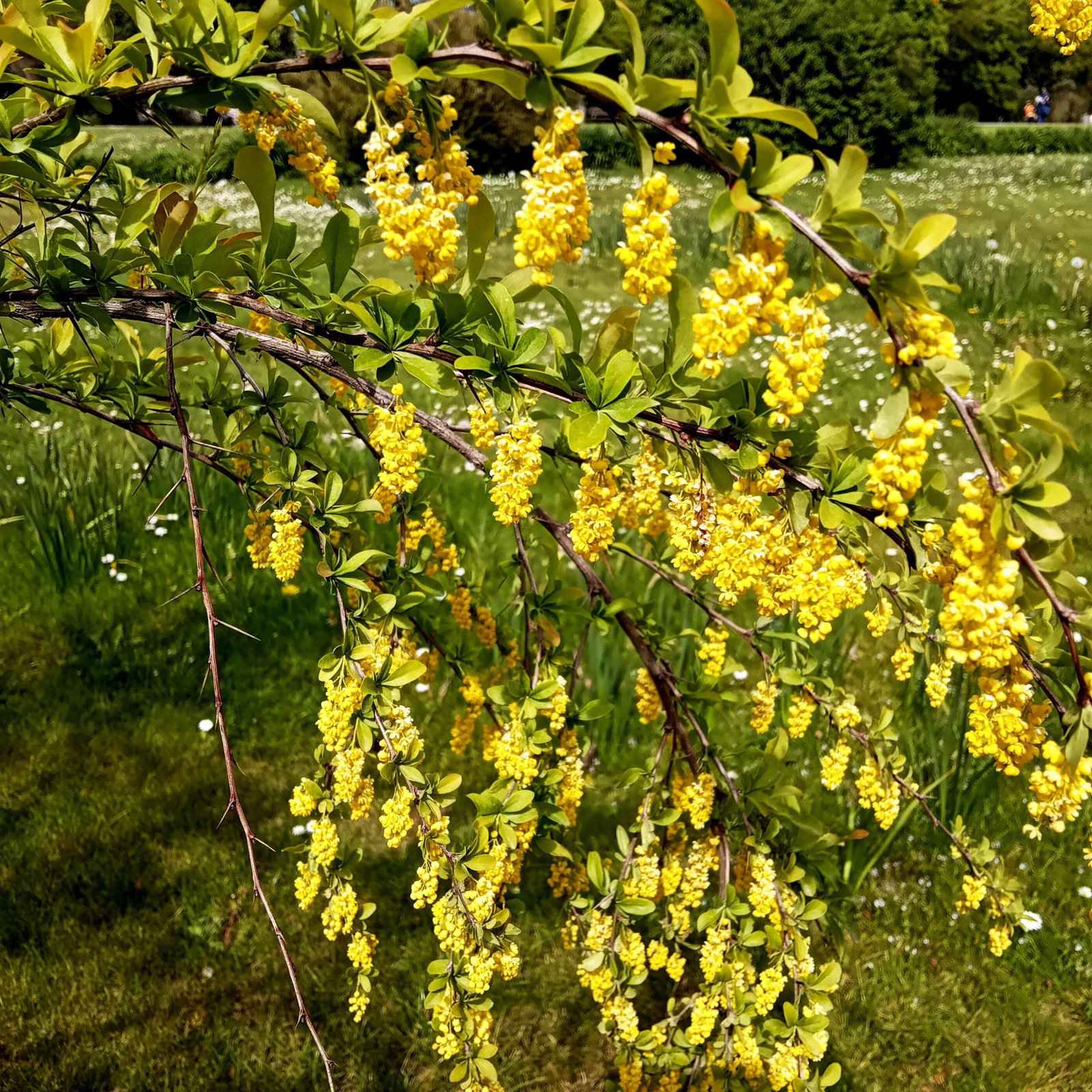 Gewhnliche Berberitze - Berberis vulgaris gnstig kaufen
