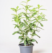 philodendron smithii Philodendron smithii main image 0