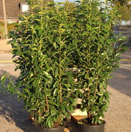 Kirschlorbeer Genolia - Prunus laurocerasus Genolia gnstig kaufen