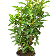 Kirschlorbeer Genolia - Prunus laurocerasus Genolia gnstig kaufen