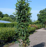 Kirschlorbeer Genolia - Prunus laurocerasus Genolia gnstig kaufen