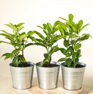 Kirschlorbeer Genolia - Prunus laurocerasus Genolia gnstig kaufen
