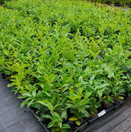 Kirschlorbeer Genolia - Prunus laurocerasus Genolia gnstig kaufen