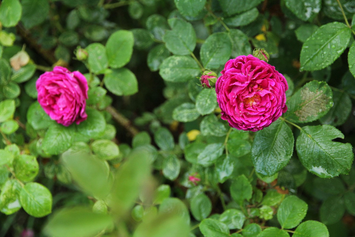Rose Variegata di Bologna - Rosa Variegata di Bologna gnstig kaufen