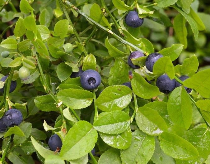 Vaccinium myrtillus Blaubeere jetzt günstig online kaufen bei