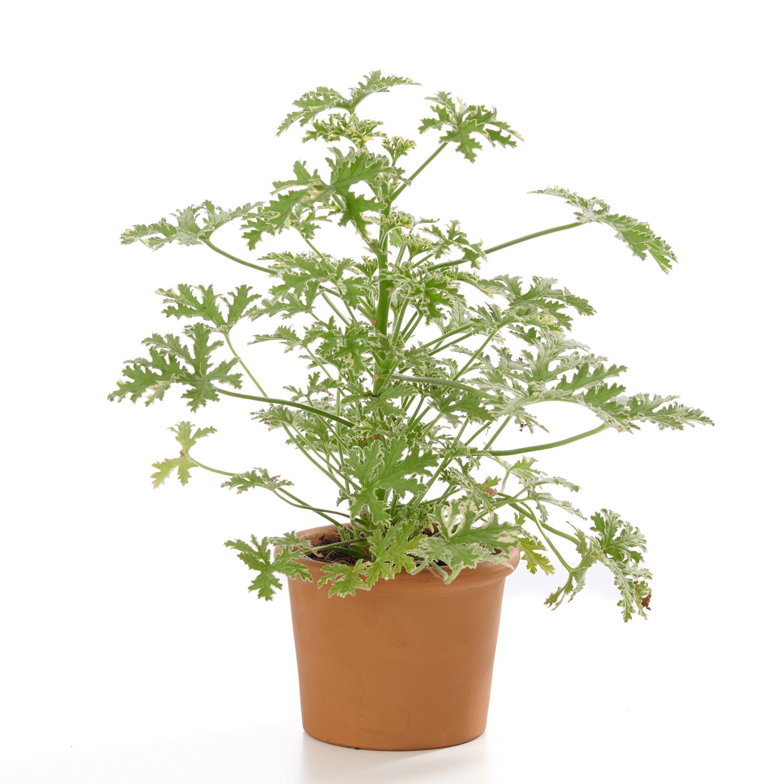 Duftgeranie - Pelargonie Fresh Mix -> natrlicher Insektenschutz gnstig  kaufen