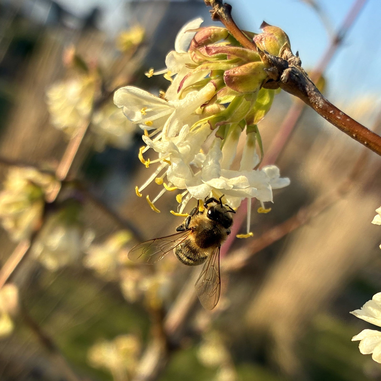 Winter-Heckenkirsche - Lonicera purpusii gnstig kaufen