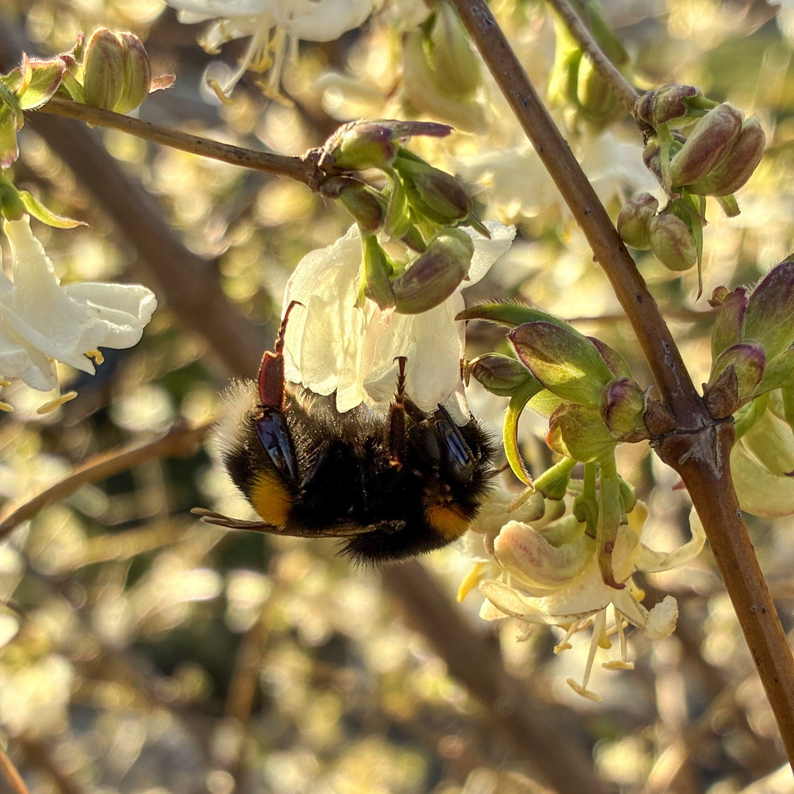 Winter-Heckenkirsche - Lonicera purpusii gnstig kaufen