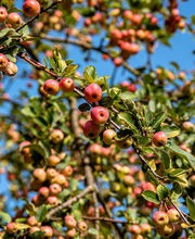 Zierapfel Red Sentinel Zierapfel Red Sentinel