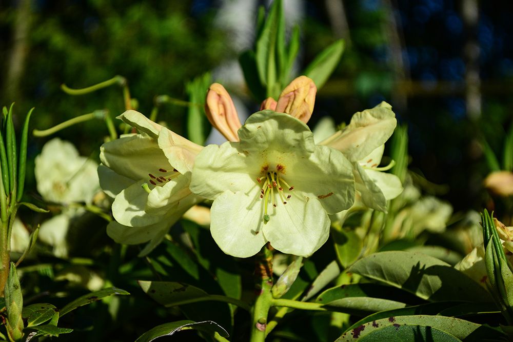 Rhododendron Stadt Westerstede - Rhododendron hybride Stadt Westerstede  gnstig kaufen