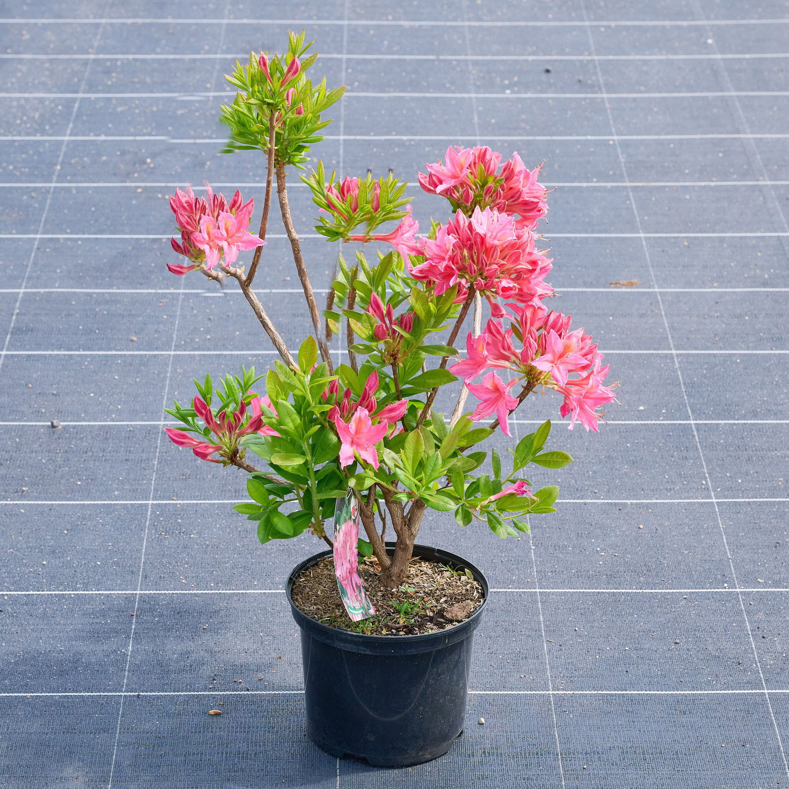 Rhododendron viscosum Jolie Madame - Rhododendron viscosum Jolie Madame  gnstig kaufen