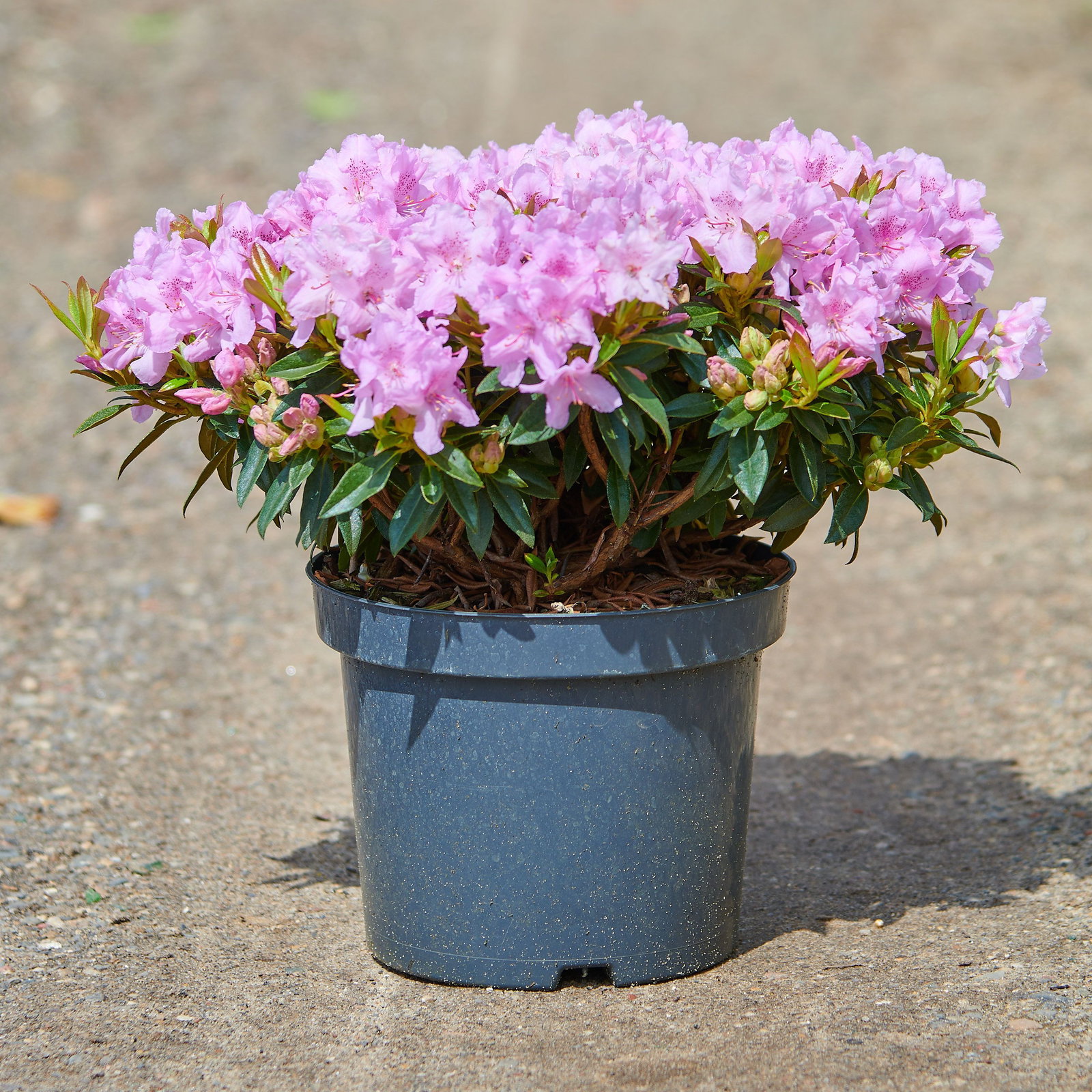 Rhododendron Robert Seleger - Rhododendron keleticum Robert Seleger gnstig  kaufen