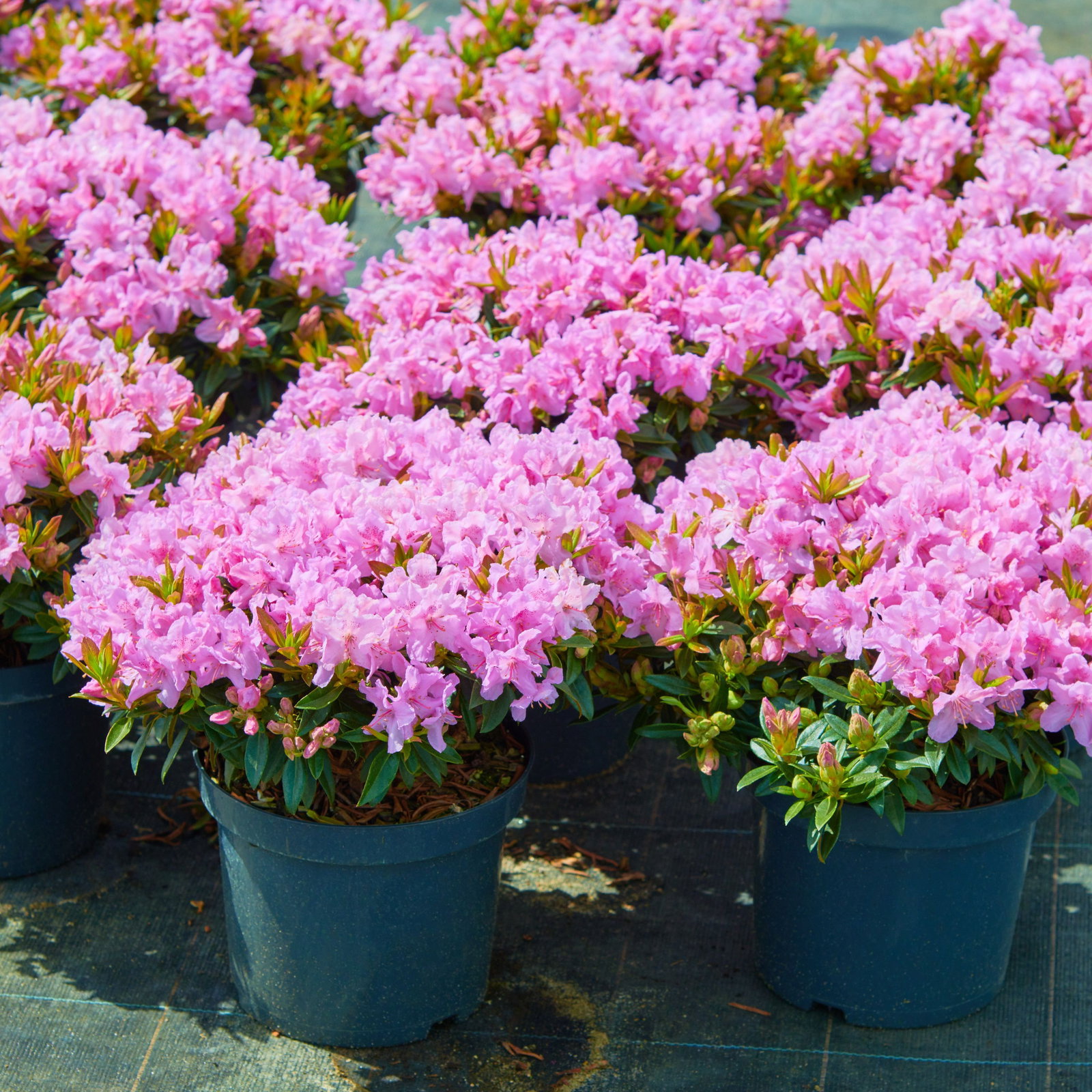 Rhododendron Robert Seleger - Rhododendron keleticum Robert Seleger gnstig  kaufen