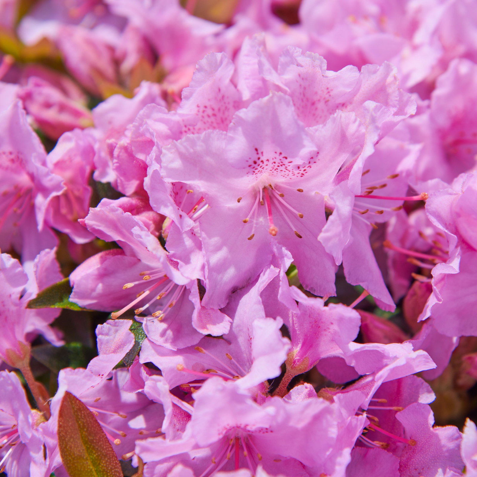 Rhododendron Robert Seleger - Rhododendron keleticum Robert Seleger gnstig  kaufen