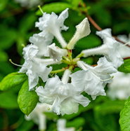 Sommergrne Azalee Whitethroat - Rhododendron luteum Whitethroat gnstig  kaufen