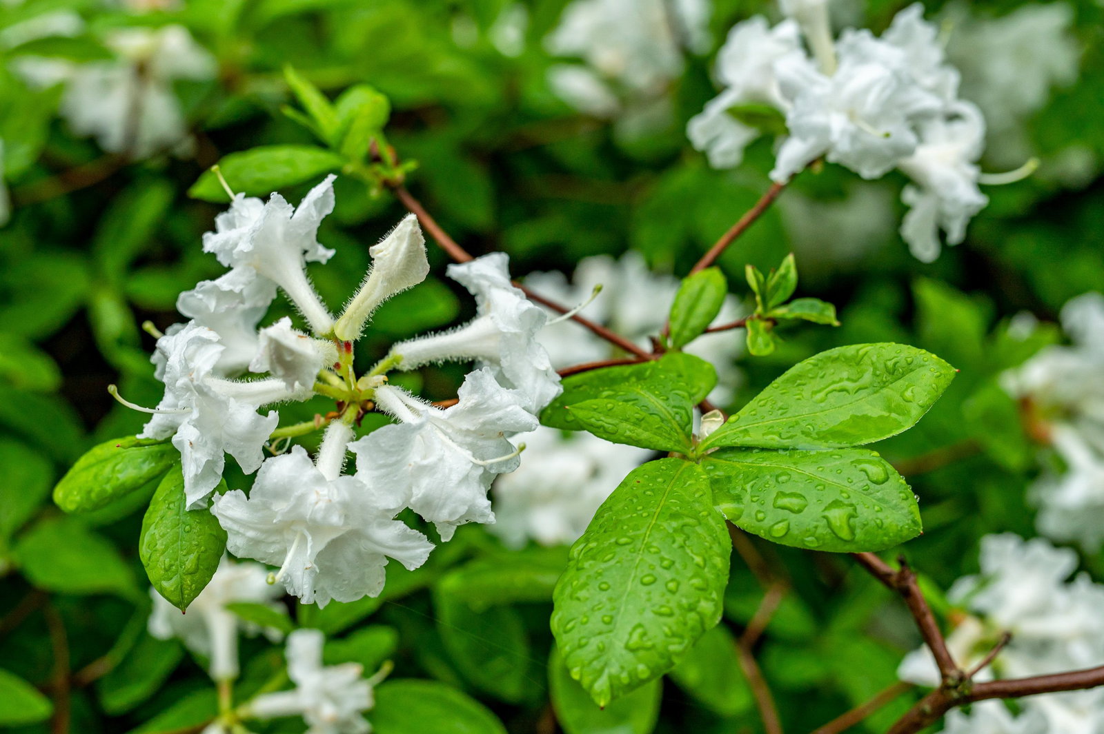 rhododendron snow lady Snow Lady