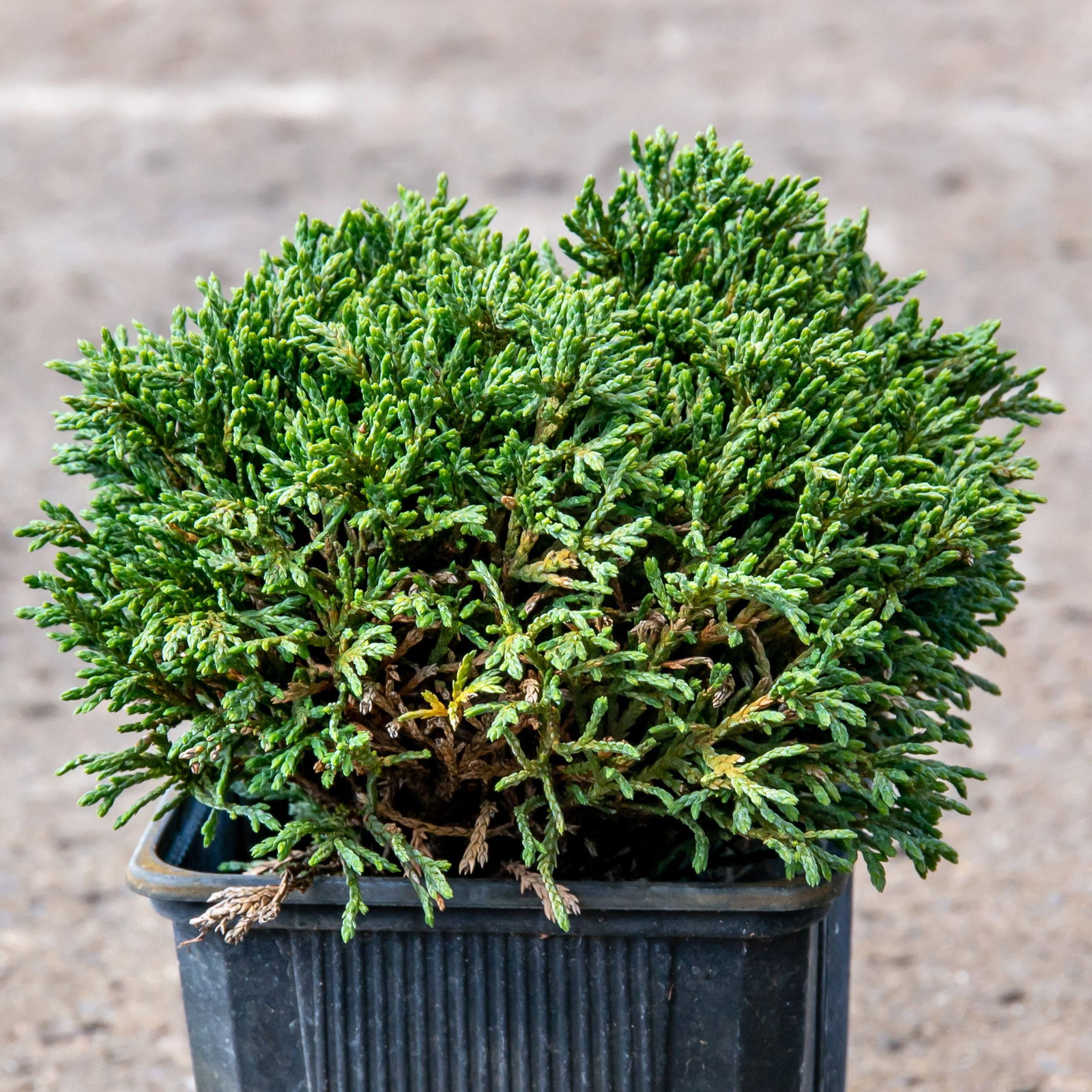 Gartenzypresse Green Globe - Chamaecyparis lawsoniana Green Globe gnstig  kaufen