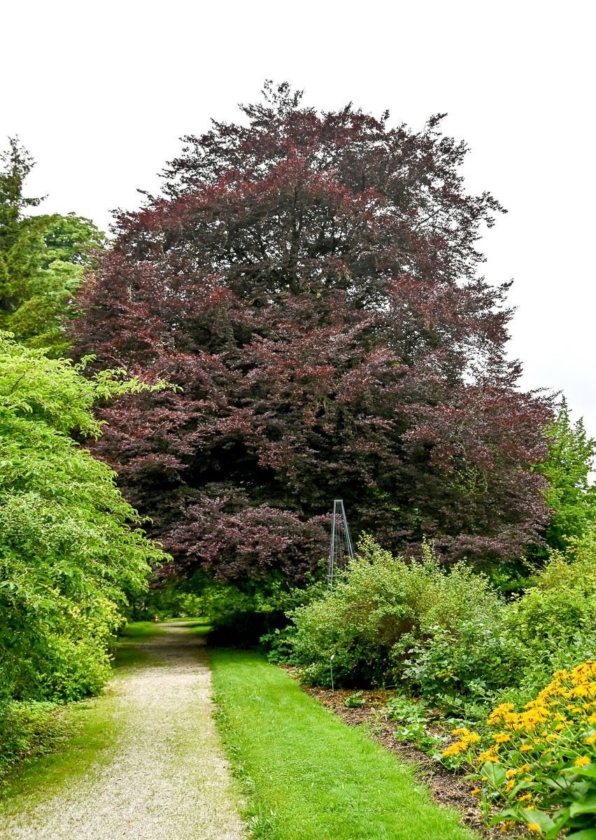 Rosa-dunkelrote Buche - Fagus sylvatica Roseomarginata gnstig kaufen