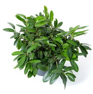 ungiftige kirschlorbeer sorte Portugiesischer Kirschlorbeer (Prunus lusitanica 'Angustifolia') | 20-40 cm  Wurzelware