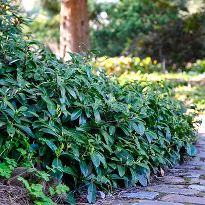 philodendron pastazanum crawler Philodendron pastazanum Foliage Factory