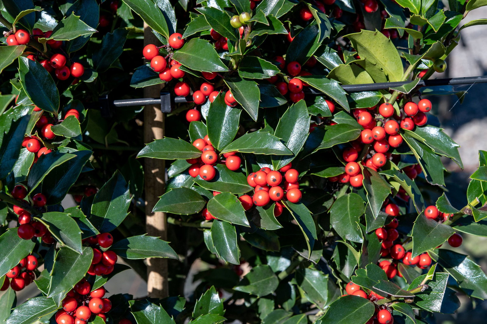 Stechpalme Blue Maid - Ilex meserveae Blue Maid gnstig kaufen
