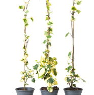 Buntlaubiger Kaukasischer Efeu - Hedera colchica Dentata Variegata gnstig  kaufen