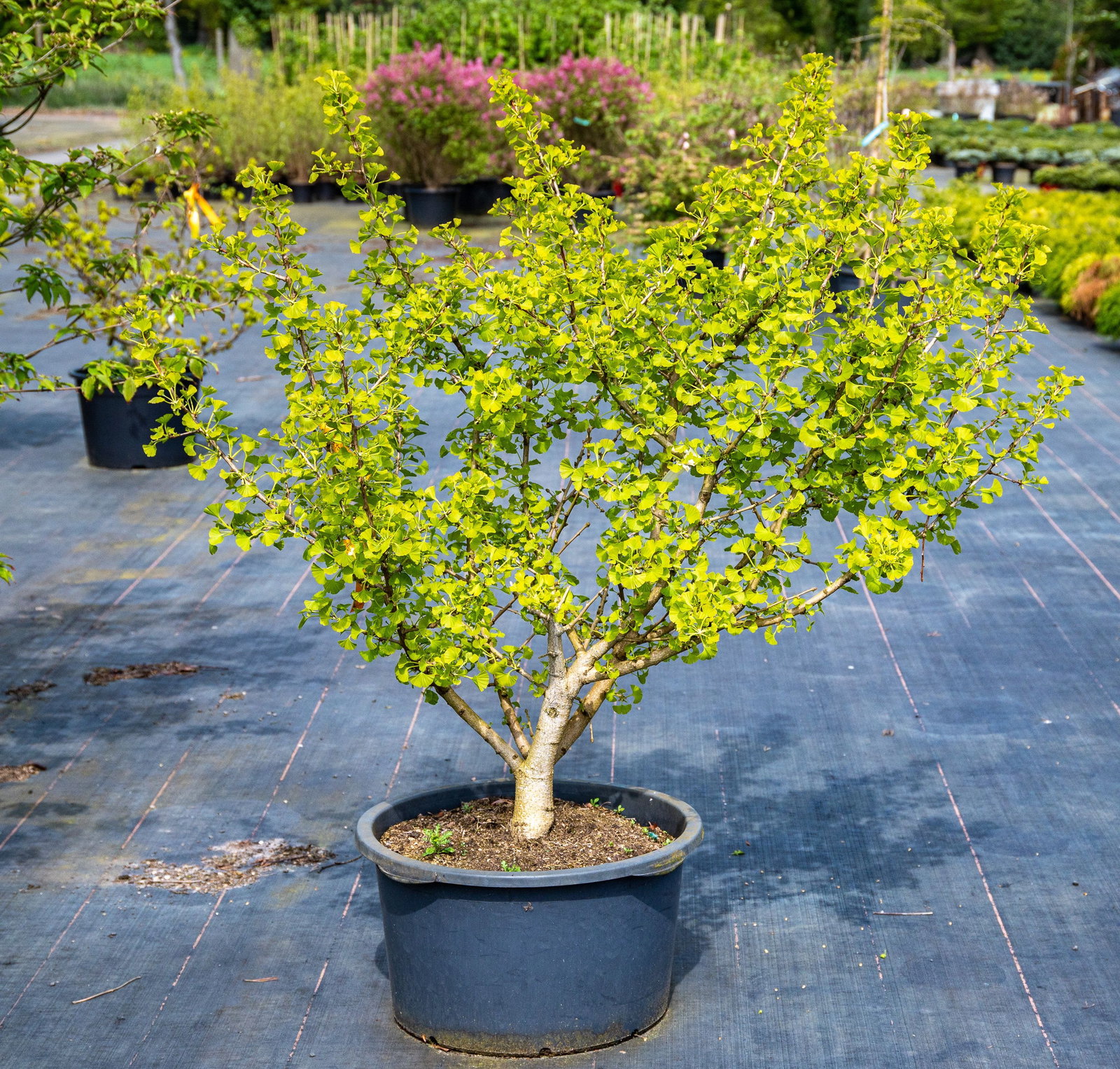 Elefantenohrbaum Globus - Ginkgo biloba Globus gnstig kaufen