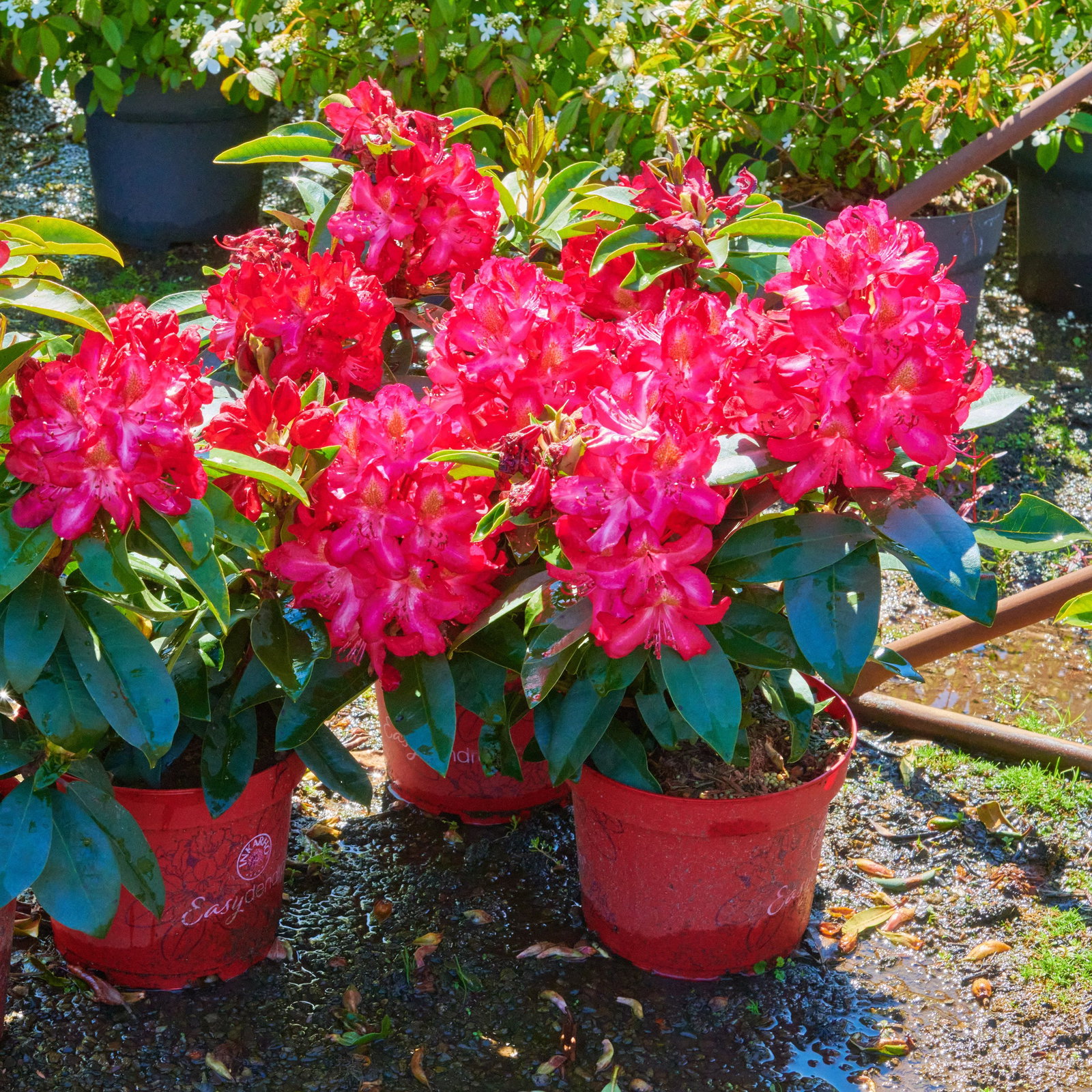 Rhododendron Junifeuer - Rhododendron Hybride Junifeuer gnstig kaufen