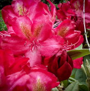 Rhododendron Junifeuer - Rhododendron Hybride Junifeuer gnstig kaufen