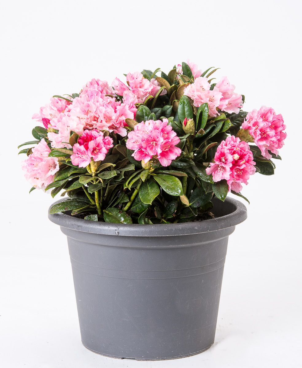 Rhododendron Colibri - Rhododendron yakushimanum Colibri gnstig kaufen
