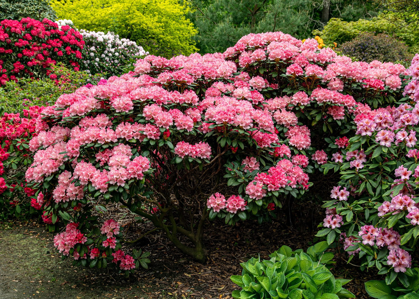 Rhododendron Colibri - Rhododendron yakushimanum Colibri gnstig kaufen