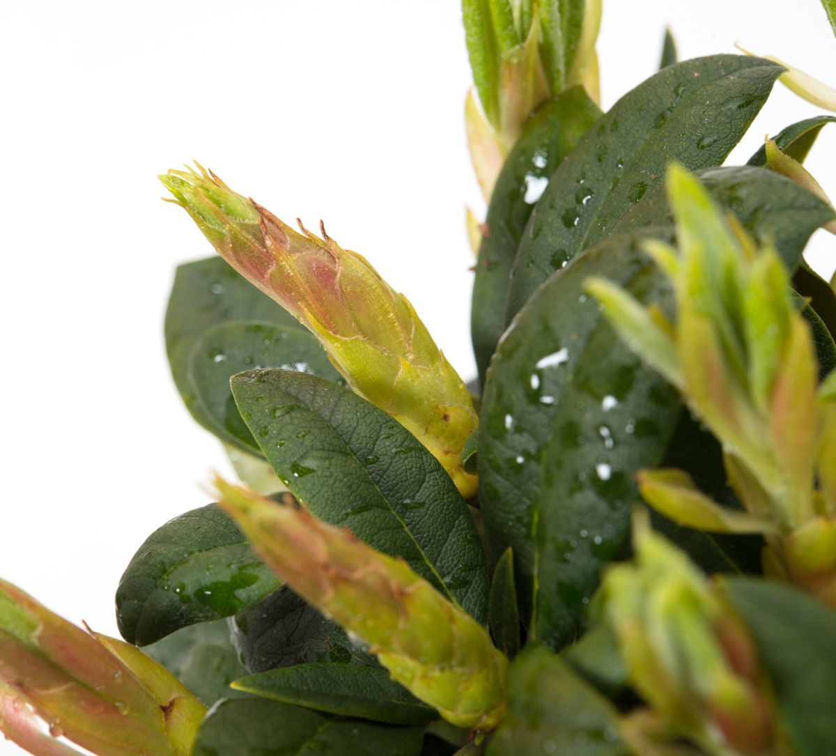 sansevieria frozen Snake Plant Frozen- Sansevieria – Family Flowers Inc
