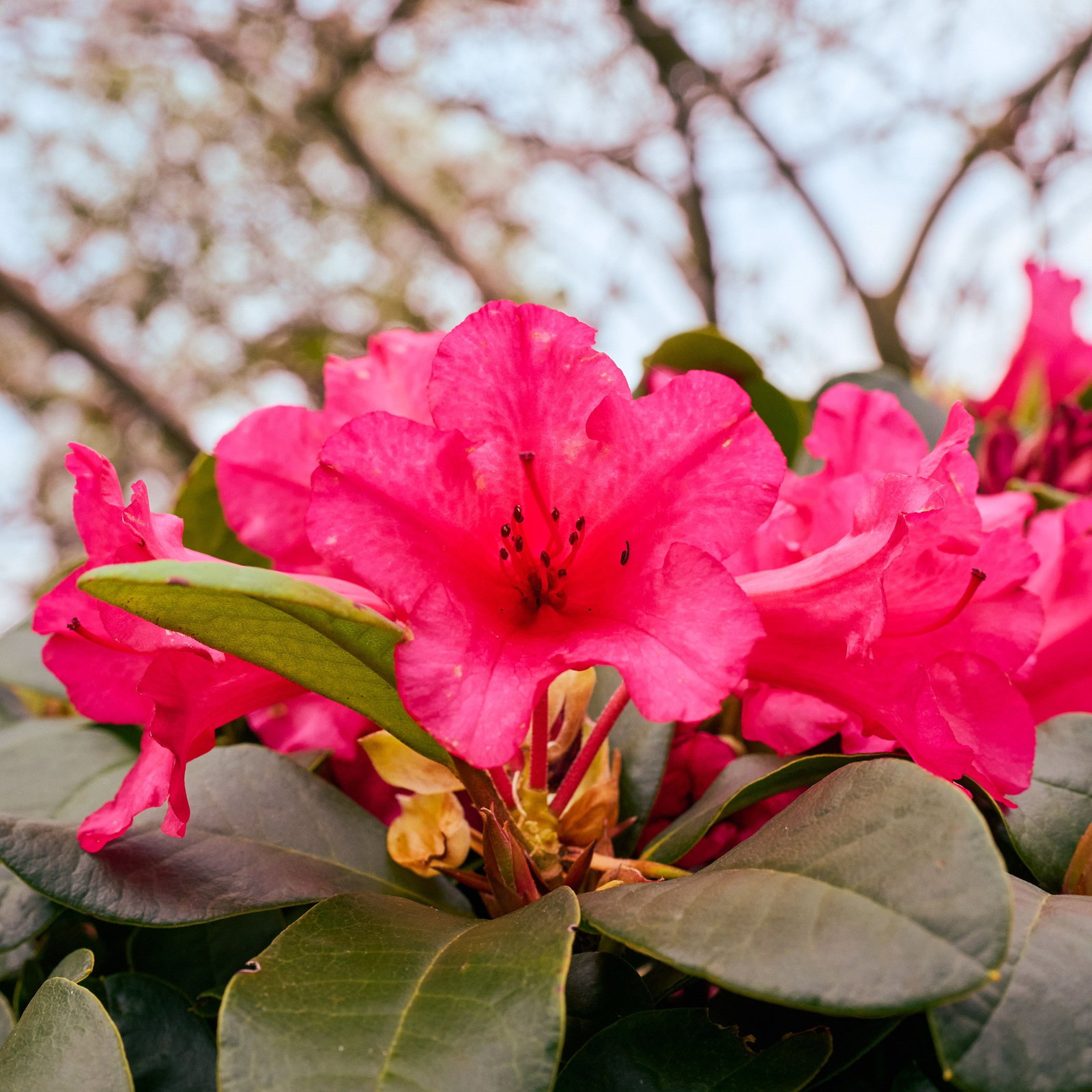 Rhododendron Bad Eilsen - Rhododendron repens Bad Eilsen gnstig kaufen