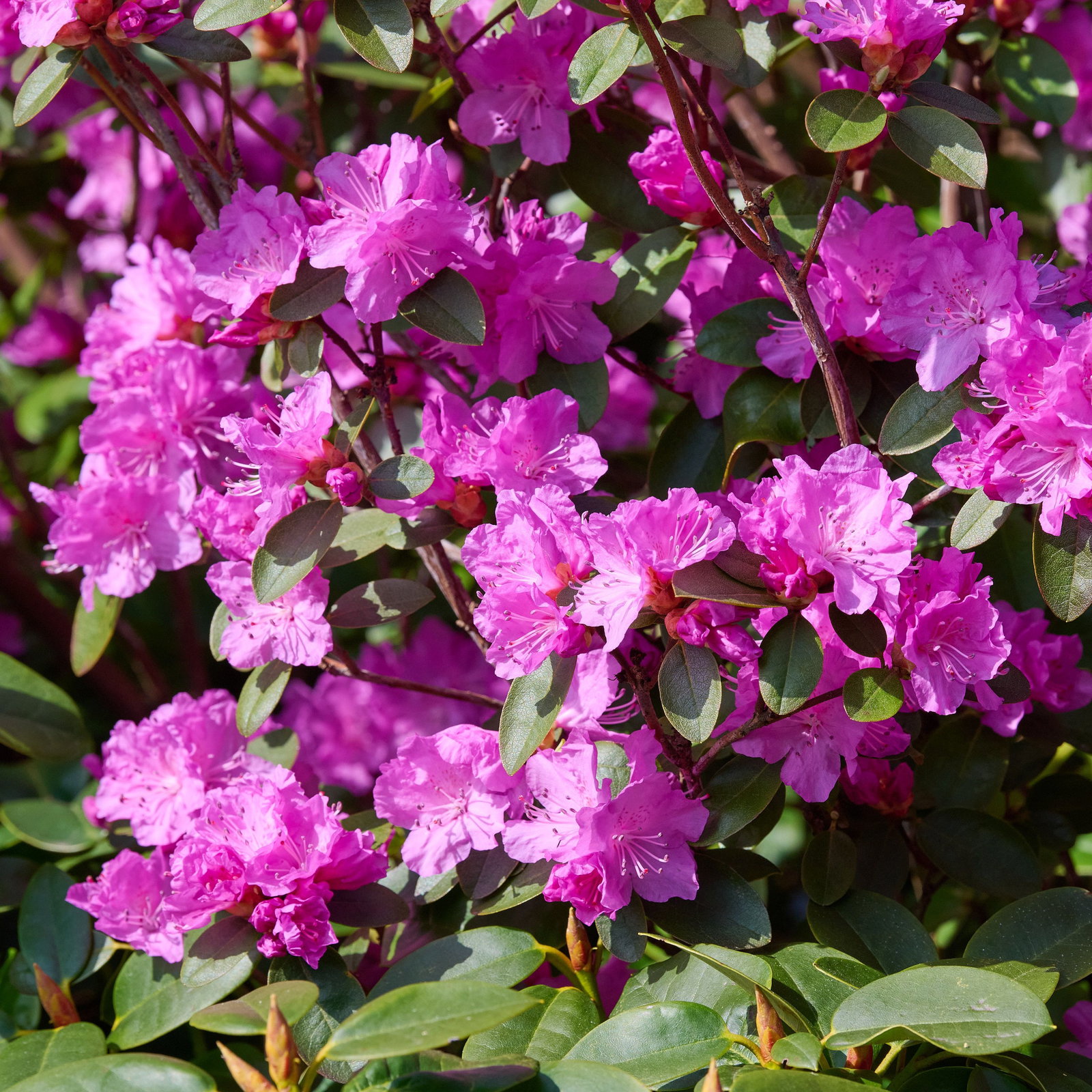 Rhododendron carolinianum P.J. Mezitt - Rhododendron carolinianum P.J.Mezitt  gnstig kaufen