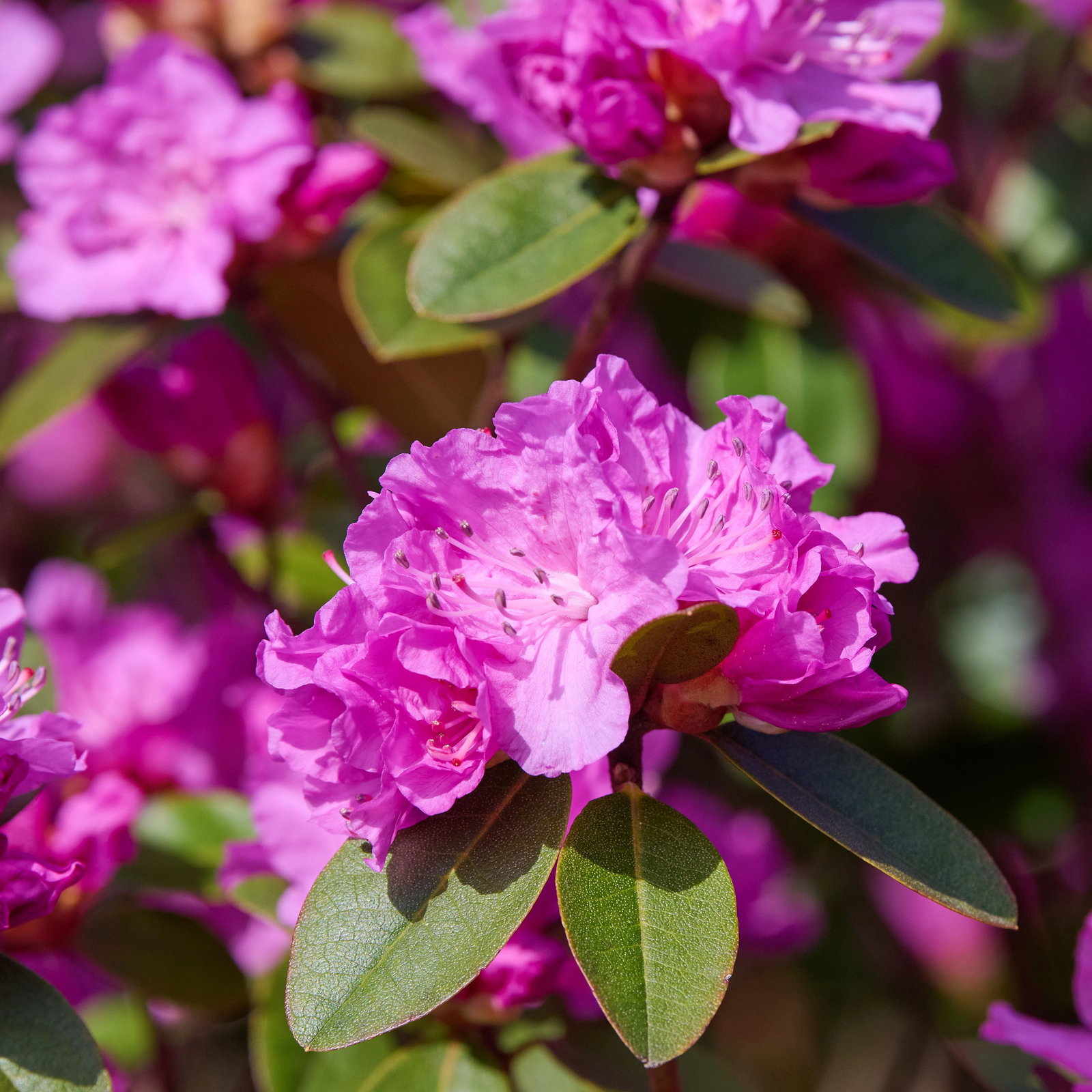 Rhododendron carolinianum P.J. Mezitt - Rhododendron carolinianum P.J.Mezitt  gnstig kaufen
