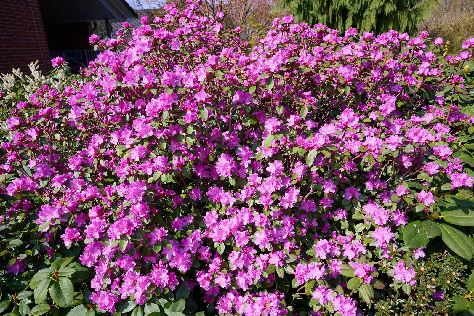 Rhododendron carolinianum P.J. Mezitt - Rhododendron carolinianum P.J.Mezitt  gnstig kaufen